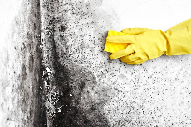 Best Localized Mold Remediation (e.g., coastal areas, humid climates) in Four Corners, MT