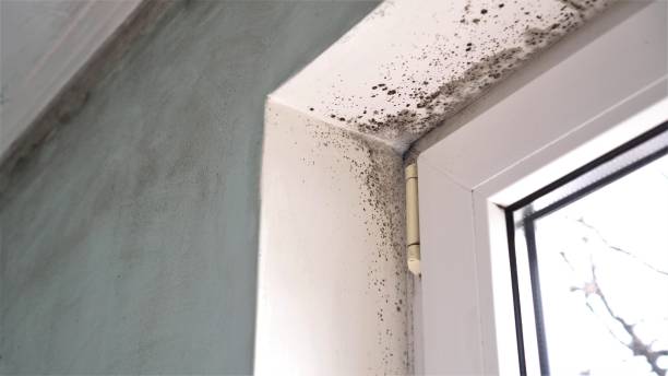 Best Crawl Space Mold Remediation in Four Corners, MT