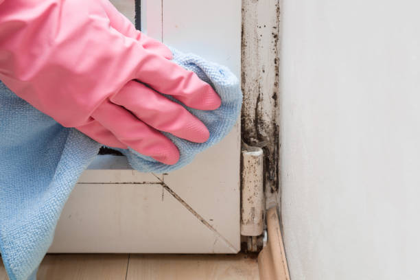 Professional Mold Remediation in Four Corners, MT